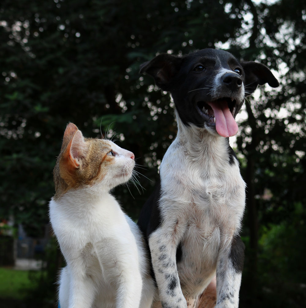 Adoption info — Cat Welfare Association